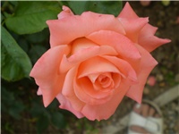 92d472a1-Picture 195.jpg